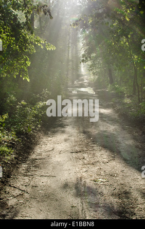 Matin de printemps chemin forestier avec rayons de Banque D'Images