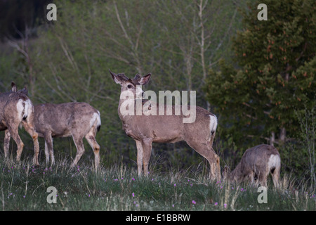 Le Cerf mulet (Odocoileus hemionus) Comité permanent, avec troupeau, tôt le matin, la lumière dans la forêt Banque D'Images