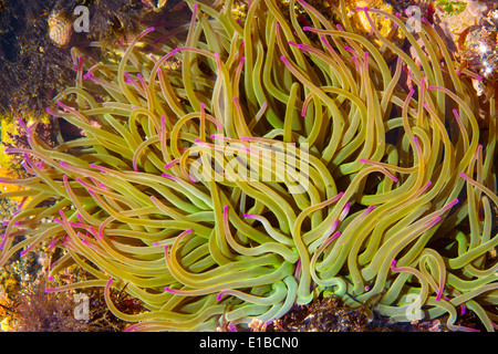 Snakelocks ( anémone Anemonia viridis) dans un bassin de marée. Laredo, Cantabrie, Espagne, Europe. Banque D'Images