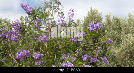 Panorama près d'un arbre en fleurs bleu Jacaranda contre un ciel bleu pâle avec les nuages Banque D'Images