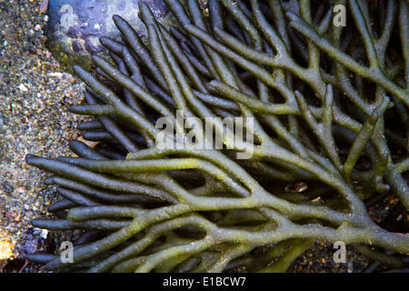 Algues vertes (Codium tomentosum) dans un bassin de marée. Laredo, Cantabrie, Espagne, Europe. Banque D'Images