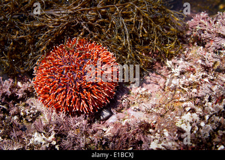 L'oursin comestible européen ou de l'oursin commun (Echinus esculentus) dans un bassin de marée Banque D'Images