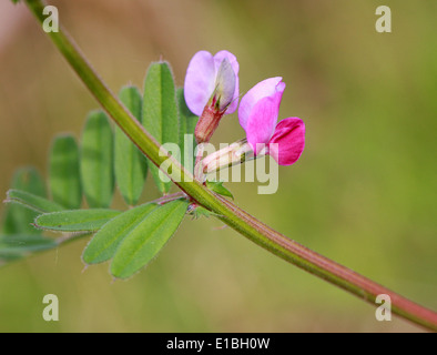 Vesce commune, Vicia sativa, Fabaceae Banque D'Images