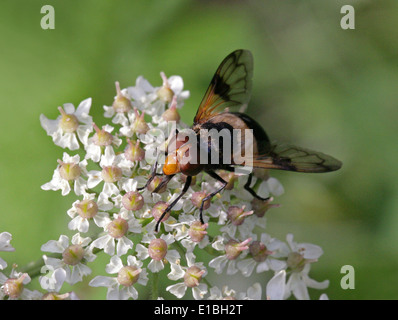 Volucella pellucens Hoverfly pellucide, Diptera Syrphidae,,, Femme, Royaume-Uni. Aka White Belted Plume Corne Hover-fly. Banque D'Images