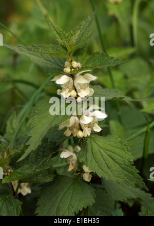 Lamier blanc, Lamium album, Lamiaceae. Banque D'Images