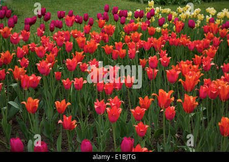 Les tulipes à Highland Park, Rochester, NY Banque D'Images