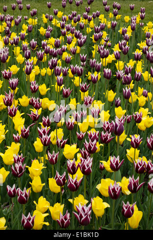 Les tulipes à Highland Park, Rochester, NY Banque D'Images