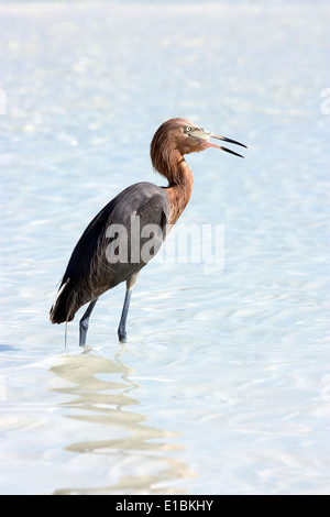 Manger un poisson rouge egret Banque D'Images