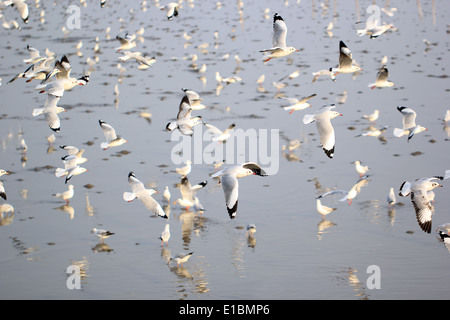 Groupe de mouette voler au-dessus de la mer Banque D'Images