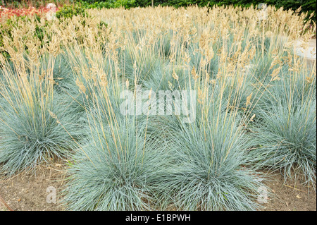 Fétuque bleue herbe décorative - touffes d'herbe Banque D'Images