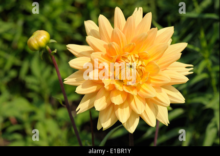 Tall dahlia plante à grandes fleurs dans le jardin Banque D'Images