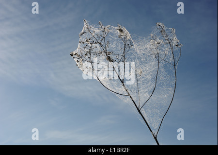 Gouttes de rosée sur une toile d'araignée dans le début de l'automne matin sur fond de ciel Banque D'Images