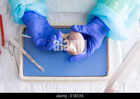 Dissection de l'étudiant en médecine a préservé les moutons en anatomie et physiologie rénale classe avec un scalpel et sonde Banque D'Images