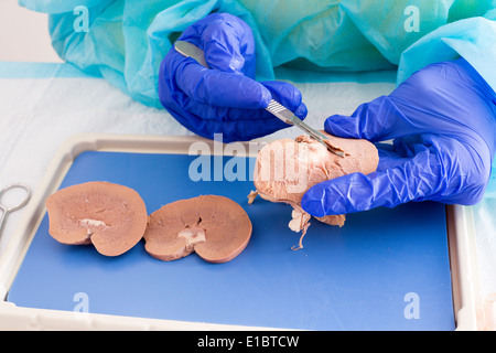 Étudiant en médecine en cours d'anatomie dissection d'un mouton avec un rein rein entier regardant le irater et capsule, et al Banque D'Images