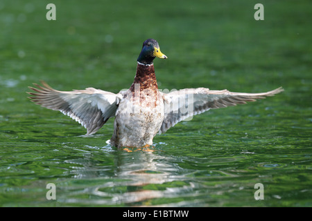 Canard sauvage ( mâle canard colvert, Anas platyrhynchos ) répandre les ailes sur la surface de l'eau Banque D'Images