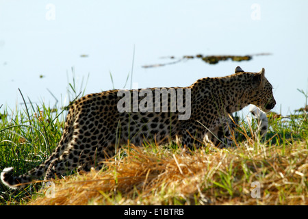 Leopard africaine à côté de l'eau, longue queue aide à garder l'équilibre lors de l'exécution les virages et grimper aux arbres Banque D'Images