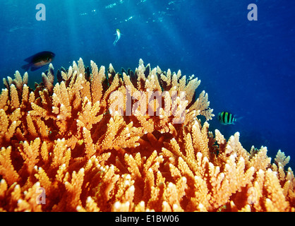 Sous-marine des récifs coralliens des Maldives, l'île de fond sous-marin, beau jardin de corail coloré, merveilleux la vie marine Banque D'Images