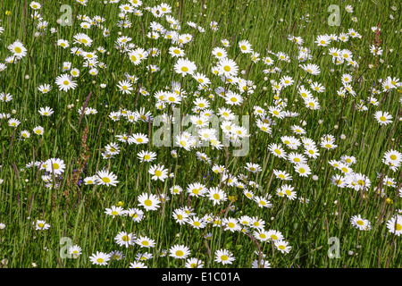 Wiese mit Magerwiesen-Margeriten (Leucanthemum vulgare), Wiesen-Margerite Wiesen-Wucherblume oder auch, Deutschland, Europa Banque D'Images