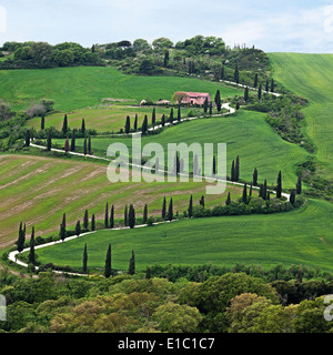 Route bordée de cyprès près de la Foce, Toscane Italie Banque D'Images