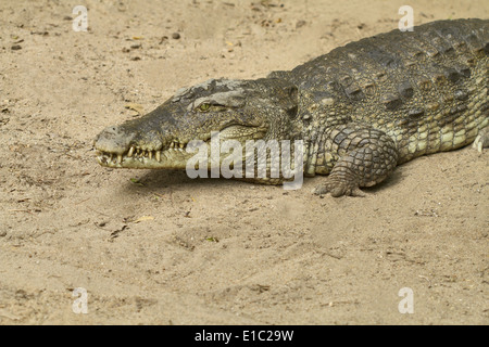 Saltwater crocodile estuarien, crocodile, Crocodylus porosus basking dans soleil. Mammalapuram, Tamil Nadu, Inde Banque D'Images