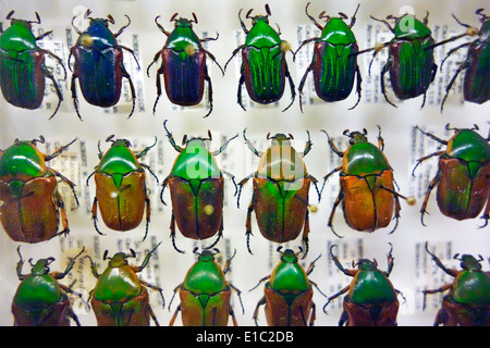 Carnegie Museum of Natural History de Pittsburgh PA Banque D'Images