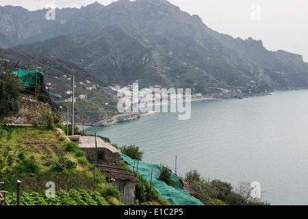 Citronniers de Ravello sur la côte amalfitaine, Italie Banque D'Images