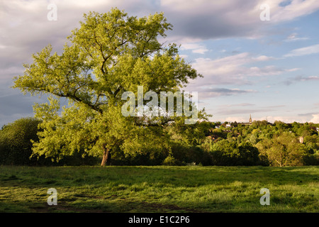 Vue sur la Colline du Parlement, champs, Hampstead Heath, London, UK Banque D'Images