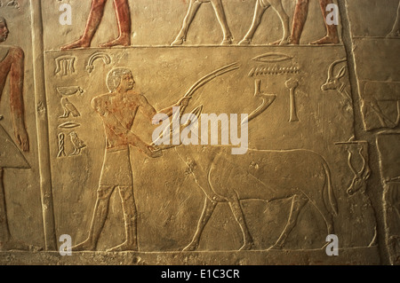 Mastaba de Ptahhotep et Akhethotep. 5ème dynastie. Relief représentant une figure masculine avec une antilope. Saqqara. L'Égypte. Banque D'Images