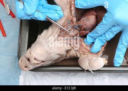 Étudiant l'anatomie d'un dissection de foetus de porc en conserve le travail avec une section transversale à la structure du système rénal Banque D'Images