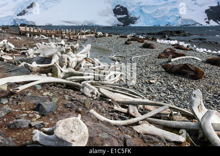 Les os de baleines éparpillés sur la plage, et à fourrure de la rive. Banque D'Images