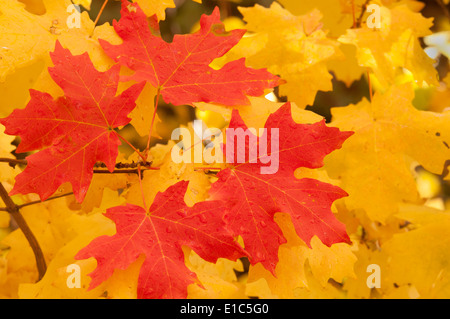 Feuilles d'érable aux couleurs vives en automne. Banque D'Images