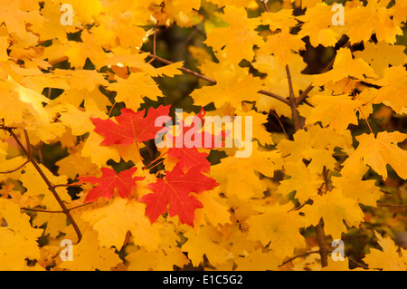 Feuilles d'érable aux couleurs vives en automne. Banque D'Images