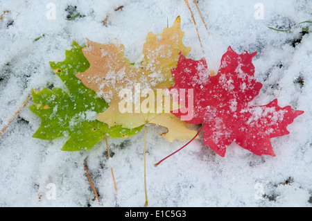 Feuilles d'érable aux couleurs éclatantes couché sur la neige. Banque D'Images