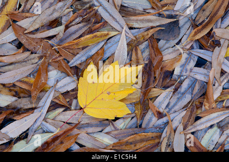 Une feuille sur le dessus d'un tas de feuilles en automne. Banque D'Images