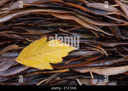 Une feuille sur le dessus d'un tas de feuilles en automne. Banque D'Images