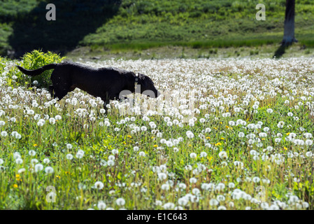 Un chien labrador noir dans les hautes herbes de prairie. Banque D'Images