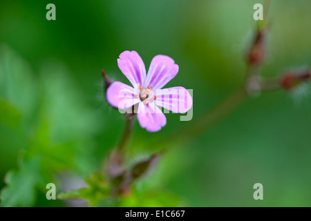 Herb Robert Banque D'Images