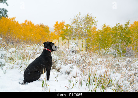 Un chien labrador noir dans la neige. Banque D'Images