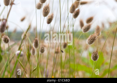 Bunny Tail Grass Banque D'Images