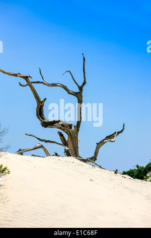 Arbres morts couverts par les dunes de sable de Cumberland Island GA Banque D'Images