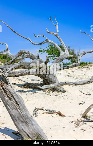 Arbres morts couverts par les dunes de sable de Cumberland Island GA Banque D'Images