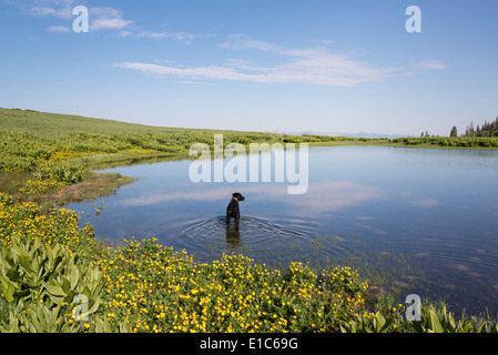 Un chien labrador noir pagayer dans l'eau du lac. Banque D'Images