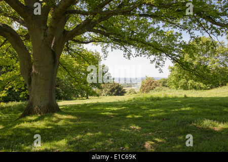 La lumière du soleil pommelé sous les branches d'un grand chêne à Newlands Corner sur les collines du Surrey, Surrey, England, UK Banque D'Images