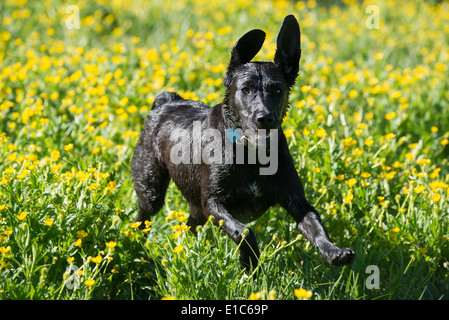 Un chien labrador noir qui traverse les fleurs sauvages, avec ses oreilles clapote. Banque D'Images