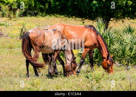 Les chevaux sauvages pâturages luxuriants sur Cumberland Island GA Banque D'Images