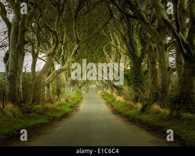 Irlande - Dark Hedges - un célèbre route bordée d'magique près de Ballymoney, comté d'Antrim, en Irlande du Nord, Royaume-Uni Banque D'Images