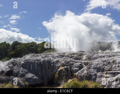 Pohutu Geyser à zone géothermique de Whakarewarewa, Rotorua, Taupo, Nouvelle-Zélande Zone Volcanique Banque D'Images