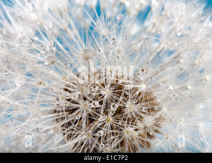 Extreme macro d'une fleur de pissenlit avec gouttes de rosée Banque D'Images