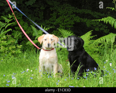 Labrador retriever puppies jeunes chiens (10 semaines d'âge) à la sortie pour la première fois. C'est un très joli joli paire de soeurs un noir et un jaune d'or Banque D'Images