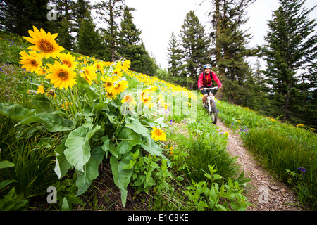 Un des problèmes de mise au point des vélos de montagne femme a adopté une racine dans le Rattesnake Balsalm montagnes près de Missoula, Montana. Banque D'Images